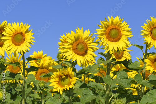 Fototapeta Naklejka Na Ścianę i Meble -  Sonnenblumenfeld