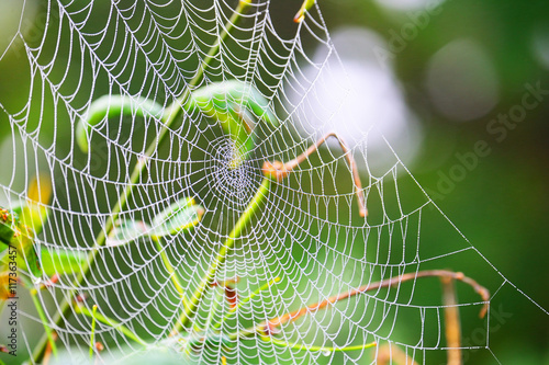 Close up of spider web