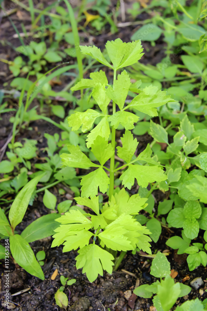 celery celery