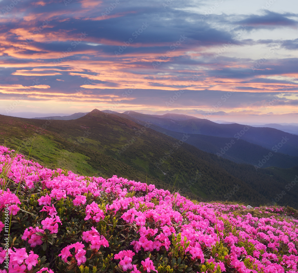 Obraz premium Mountain landscape with pink flowers at sunset