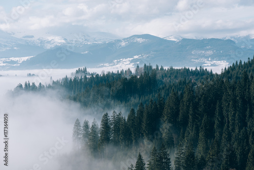 Mountain landscape with fir forest and fog