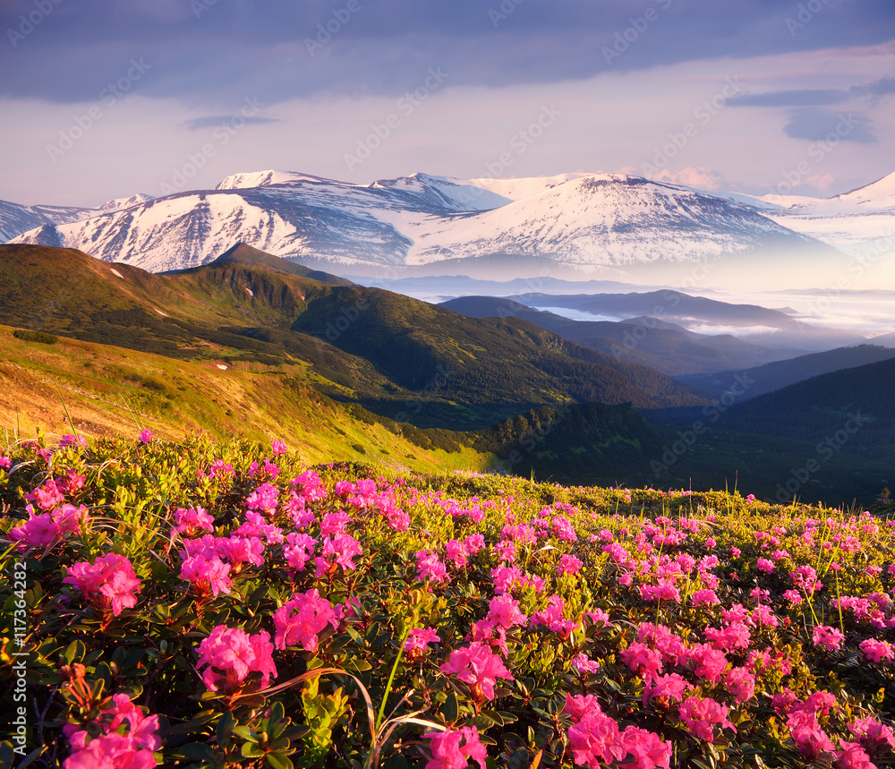 Summer landscape with flowering mountain slopes - obrazy, fototapety, plakaty 