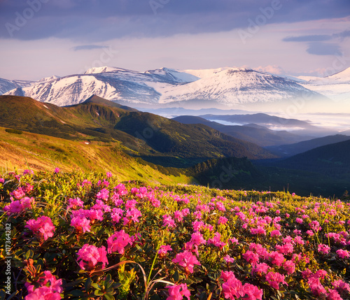 Summer landscape with flowering mountain slopes © Oleksandr Kotenko