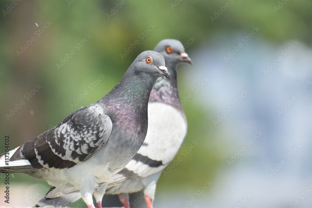 二羽の鳩 二羽の鳩