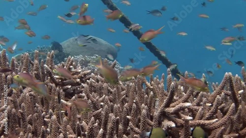 Antias orange anthias squamipinnis over hard coral scuba diving Philippines photo