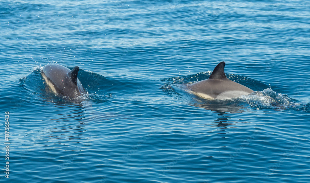 Fototapeta premium A photo of dolphins swimming in the sea in Portugal, 2016
