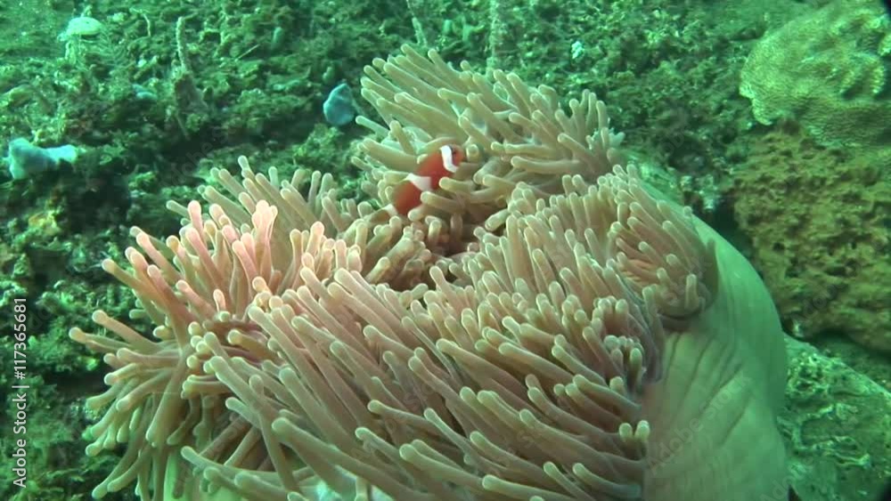 closed anemone with anemone fishscuba diving philippines closed anemone with anemone fishscuba diving philippines