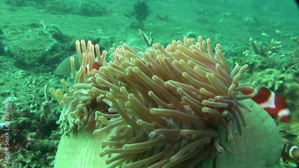 closed anemone with anemone fishscuba diving philippines closed anemone with anemone fishscuba diving philippines