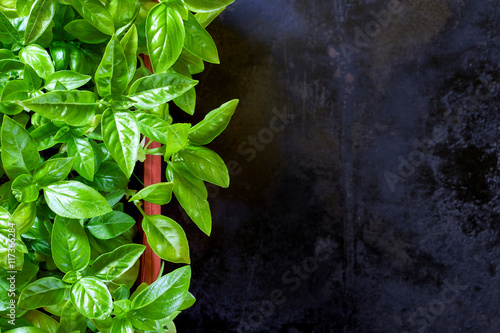 Fresh basil plant growing in flower pot on black rustic background. Top view with plenty of copy space