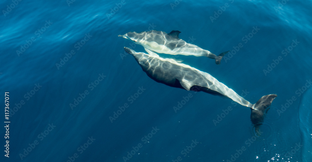Fototapeta premium A photo of dolphins swimming in the sea in Portugal, 2016