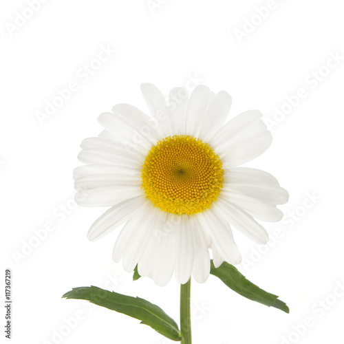 daisy flower on a white background © pulia