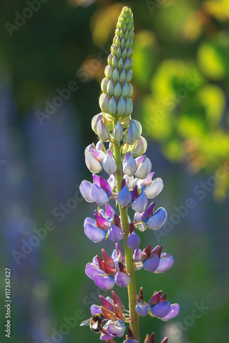 Violet Lupinus flower durin...