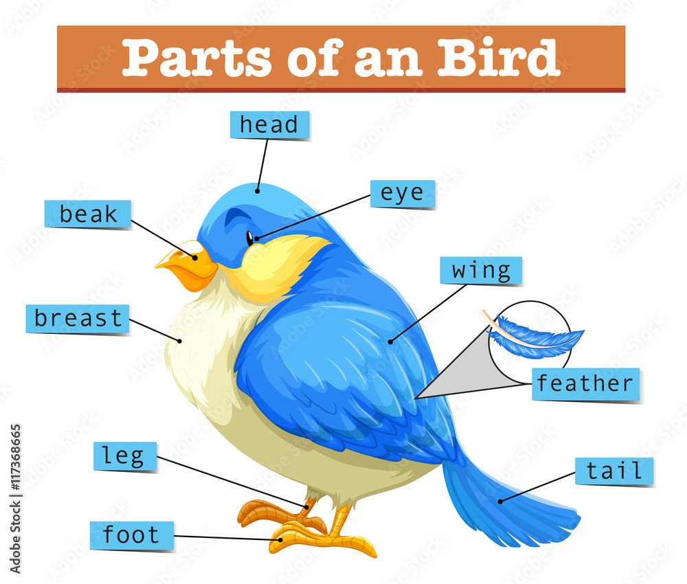 Bird parts -  Österreich
