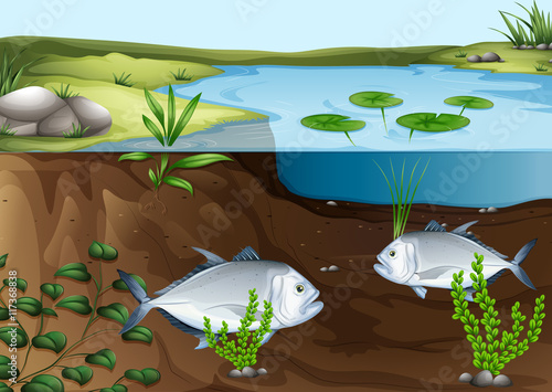 Two fish swimming in the pond