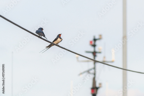 Two swallows on a power line at a harbour during summer