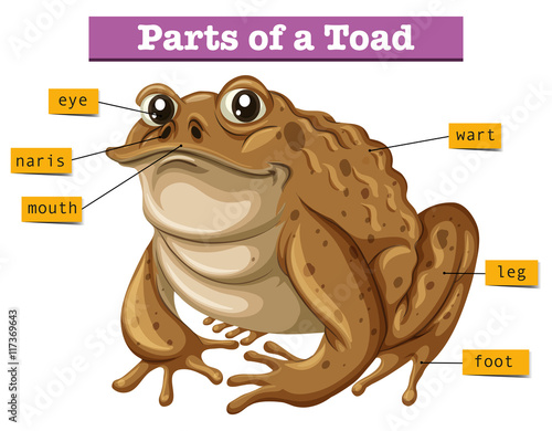 Diagram showing parts of toad