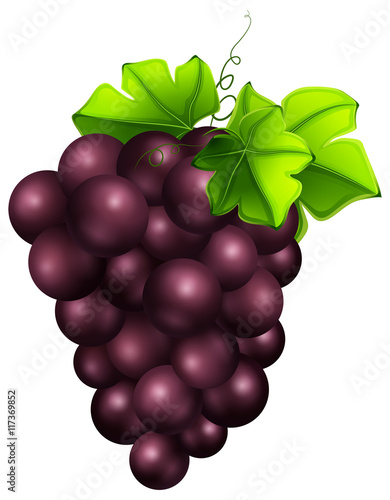 Fresh grapes on white background