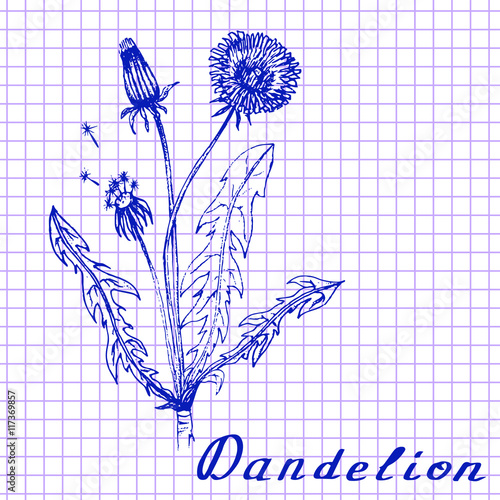 Dandelion. Botanical drawing on exercise book background