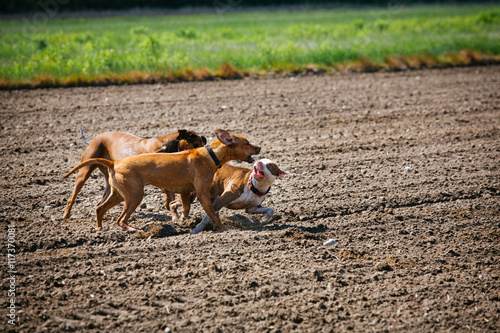 Three dogs playing in the fields