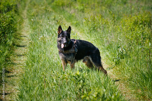 Wet German Shepherd Dog running in the meadow