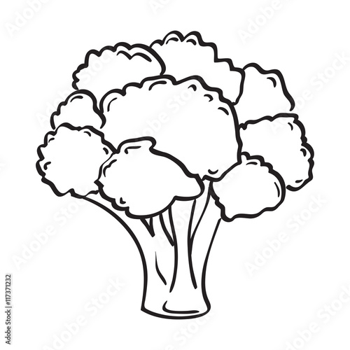Atristic hand drawn vector illustration of broccoli