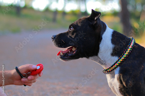 staffordshire bull terrier and clicker