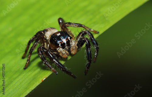 Jumping spider on the leaves