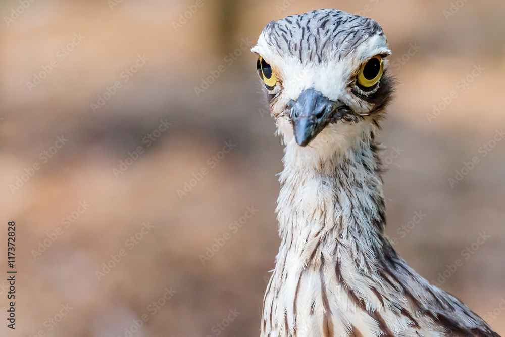Fototapeta premium Brush Stone Curlew