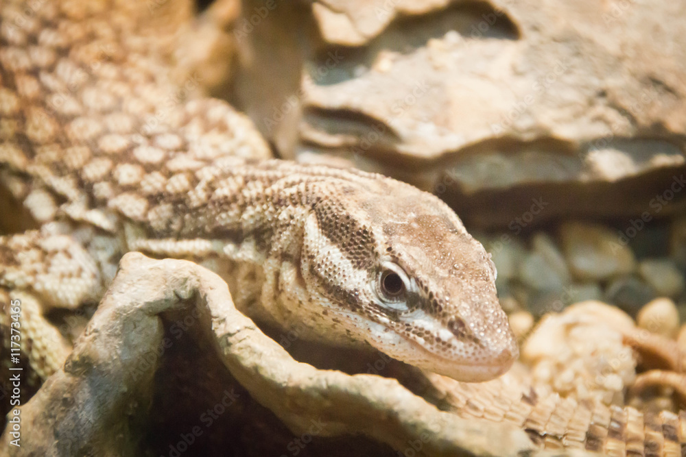 Naklejka premium small lizard between rocks