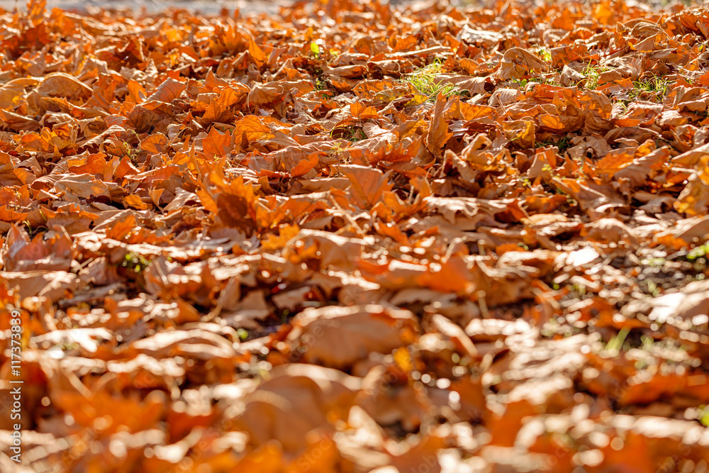 Fallen autumn leaves