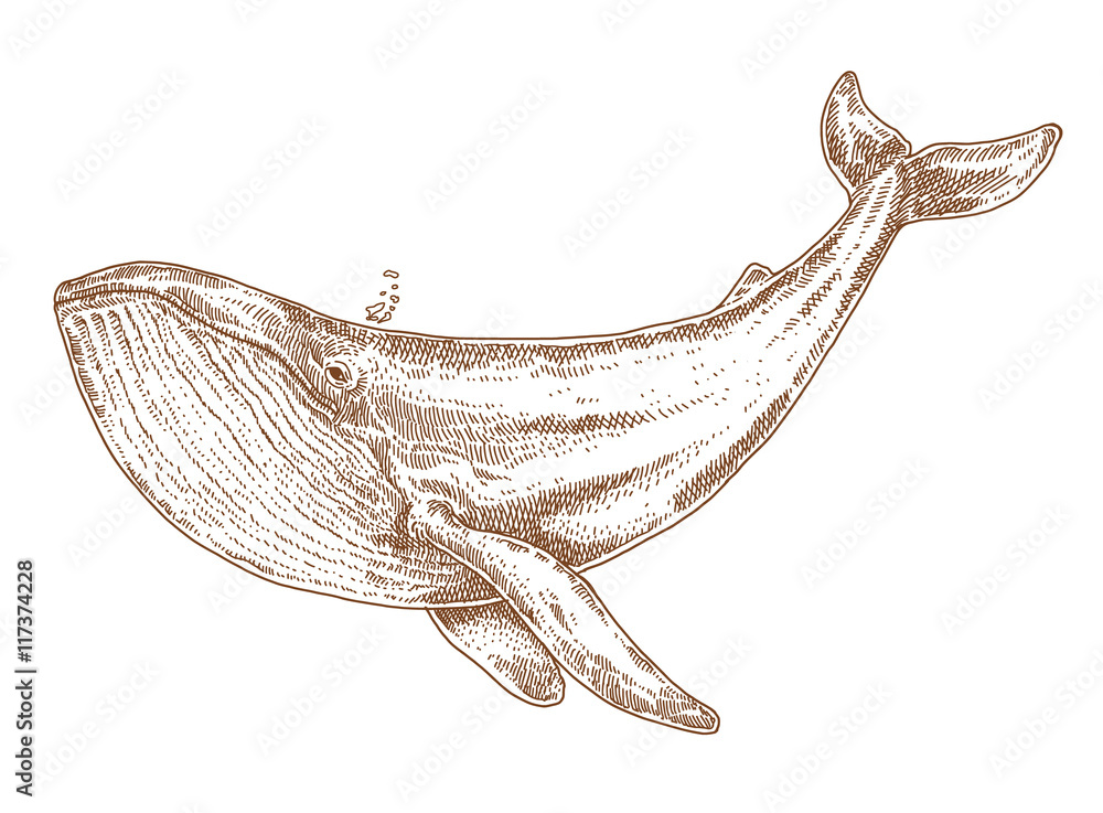 Obraz premium wieloryb