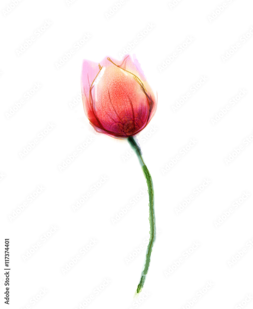Fototapeta premium Watercolor painting pink, red tulip flower on white paper background. Hand Painted still life of a single flower isolate on white background