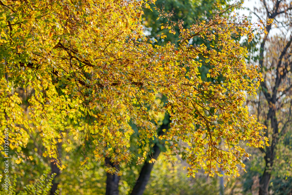 Fototapeta premium Early autumn in the park