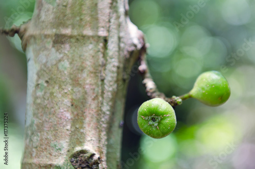 Fig fruit on the tree (Also called as Common Fig, Ficus carica L
