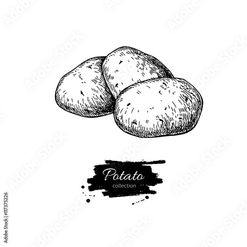 Potato vector drawing. Isolated potatoes heap. Vegetable engrave