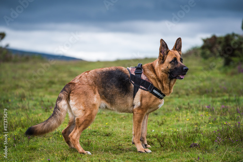 german shepherd dog pose © marcin jucha