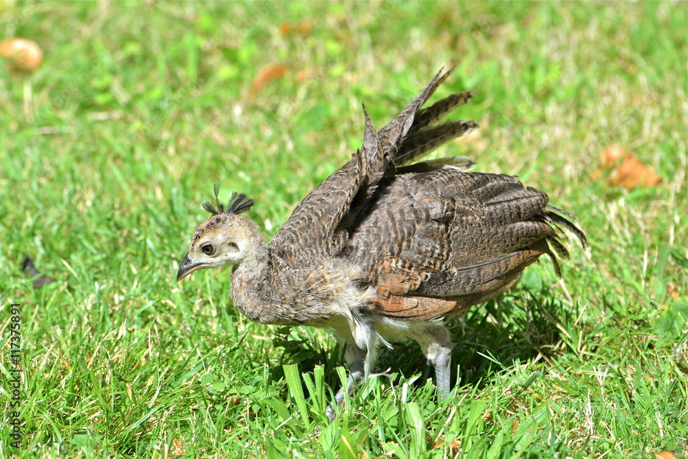 Fototapeta premium Bébé paon, juvénile