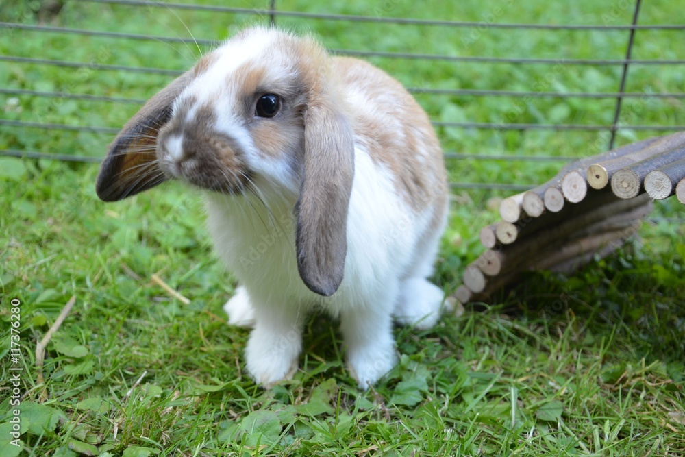 Zwergkaninchen auf der Wiese Zwergwidder Stock Photo Adobe Stock