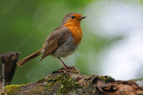 Perching European Robin at tree trunk © Victor Tyakht