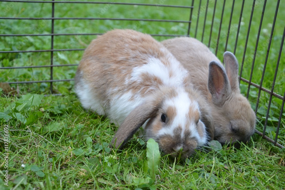 Zwergkaninchen auf der Wiese fressen Gras - Zwergwidder und Farbzwerg Stock Photo | Adobe Stock