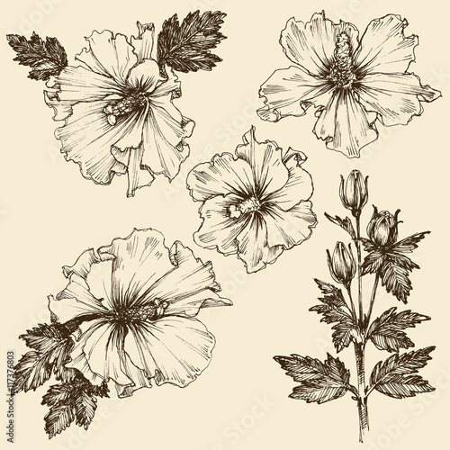 Wallpaper Mural Hibiscus flower. Hand drawn floral set Torontodigital.ca