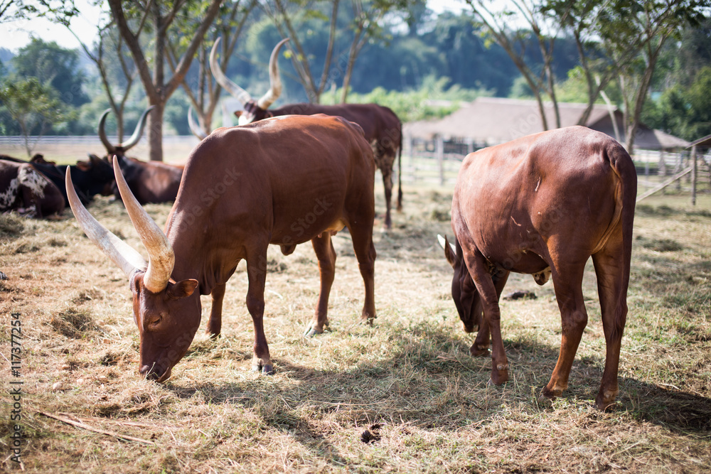Cow farm. Cow farm.
