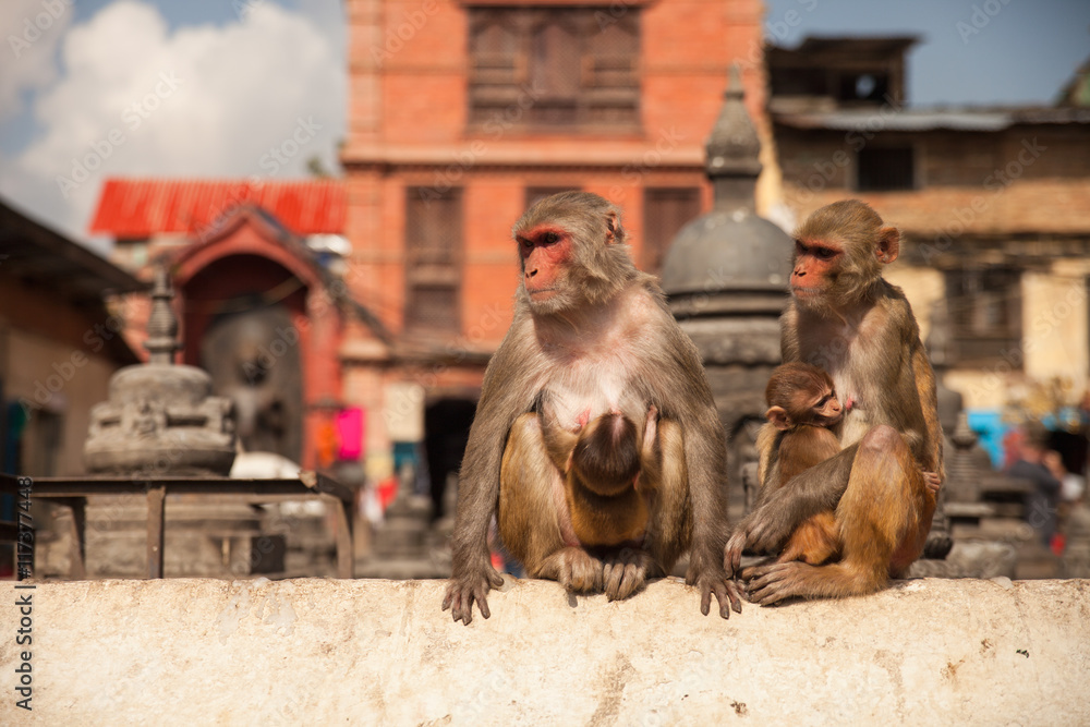 Monkey sit near swayambhunath stupa in Kathmandu, Nepal.