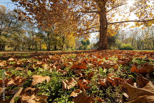 Colorful autumn in the park