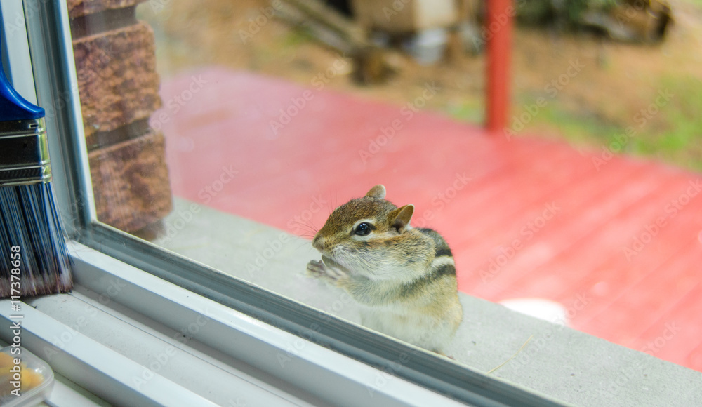 A cute and endearing Eastern chipmunk eats peanuts while peering through window from outside. A cute and endearing Eastern chipmunk eats peanuts while peering through window from outside.