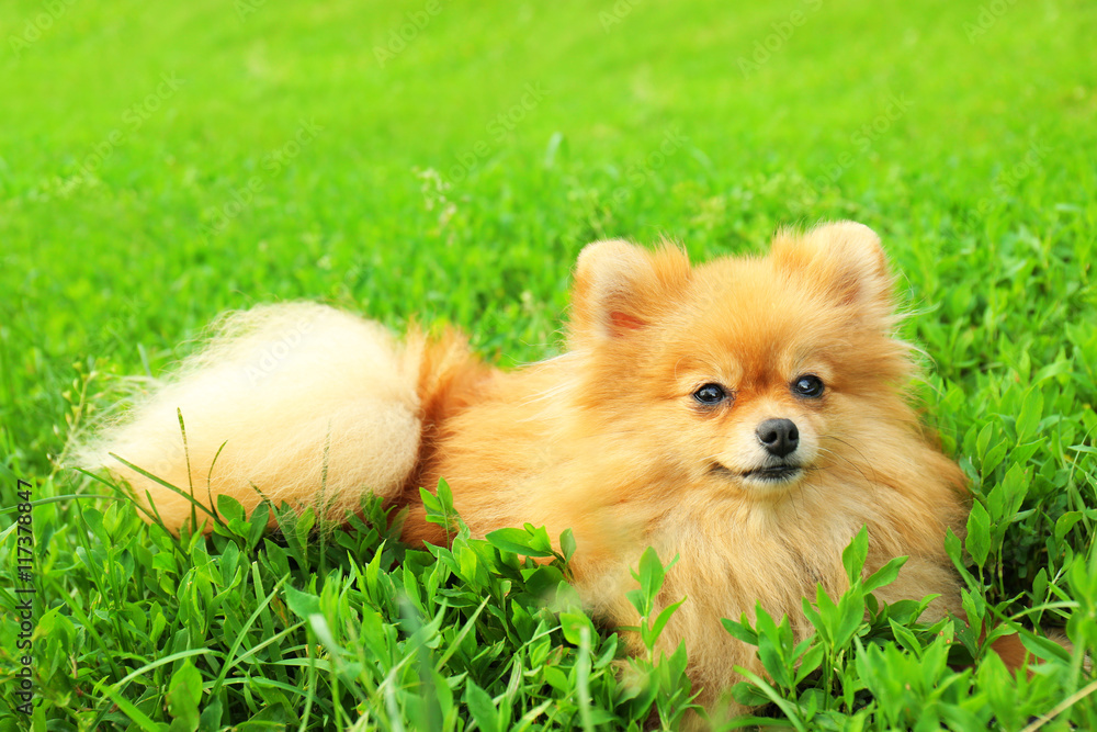 Cute fluffy dog on green grass Cute fluffy dog on green grass