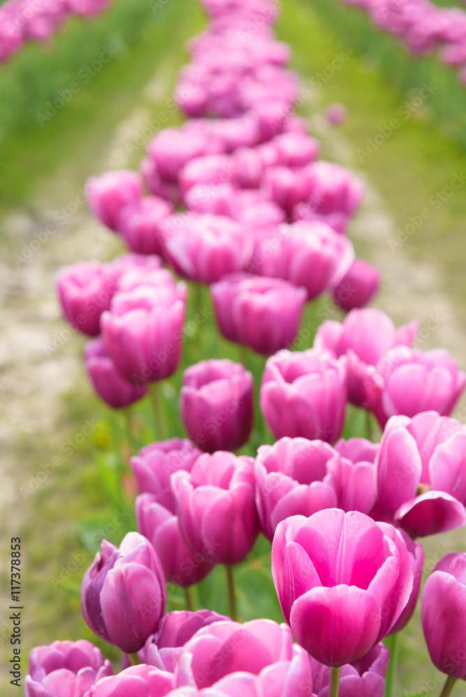 Obraz premium Rows of pink tulips in a muddy field