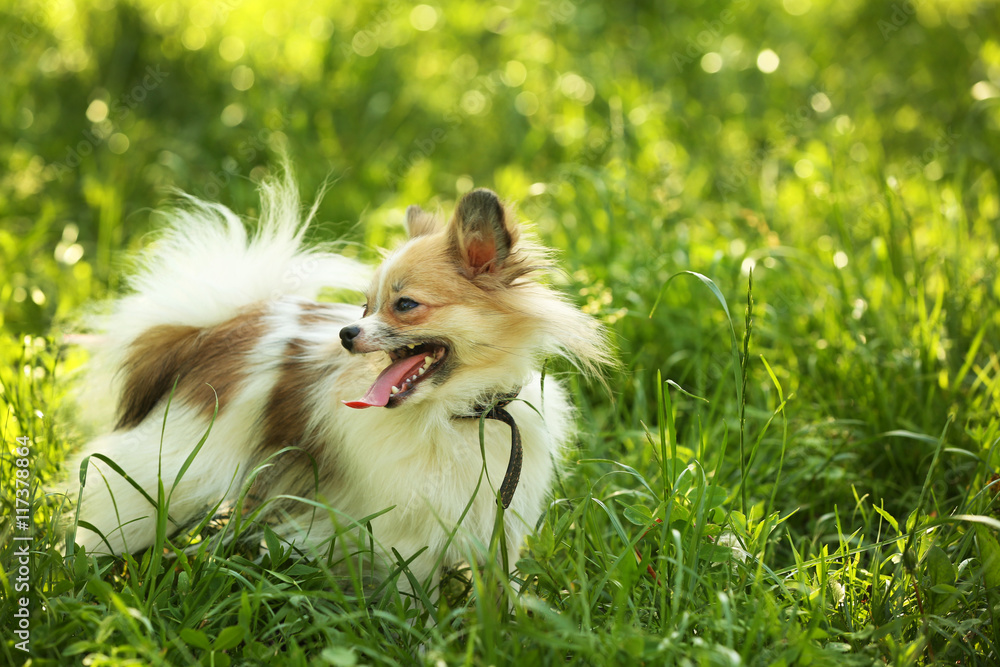 Cute fluffy dog on green grass Cute fluffy dog on green grass