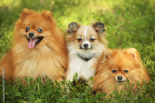 Cute fluffy dogs on green grass © Africa Studio