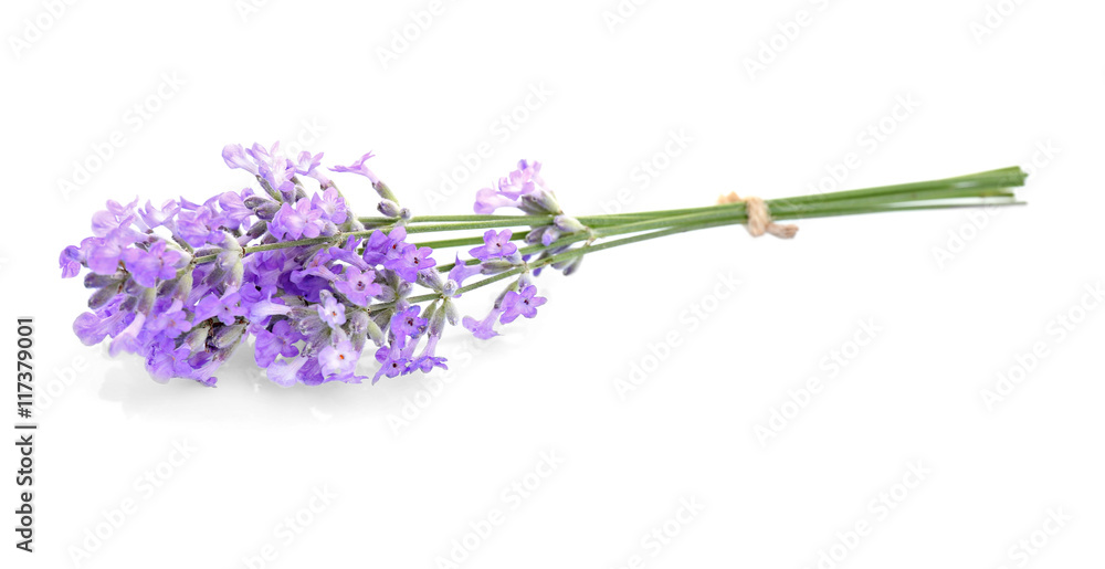 Fototapeta Lavender flowers on light background